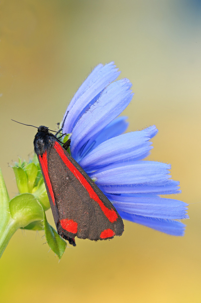 Un pugno, una carezza