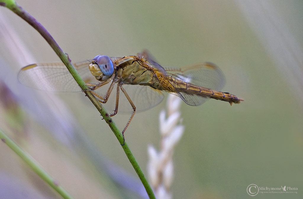 libellulla ...in attesa