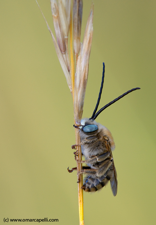 Dormiente dagli occhi azzurri