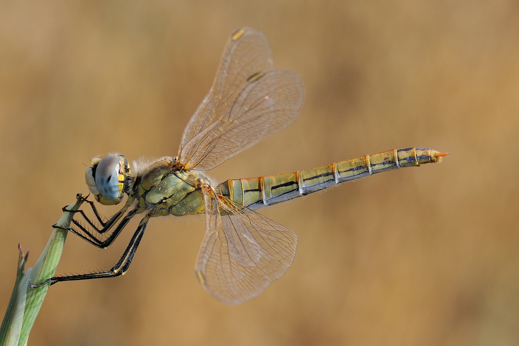 Libellula