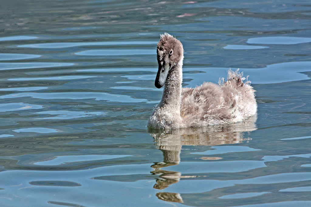brutti anatroccoli crescono