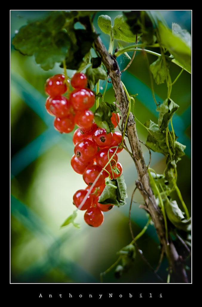 ribes