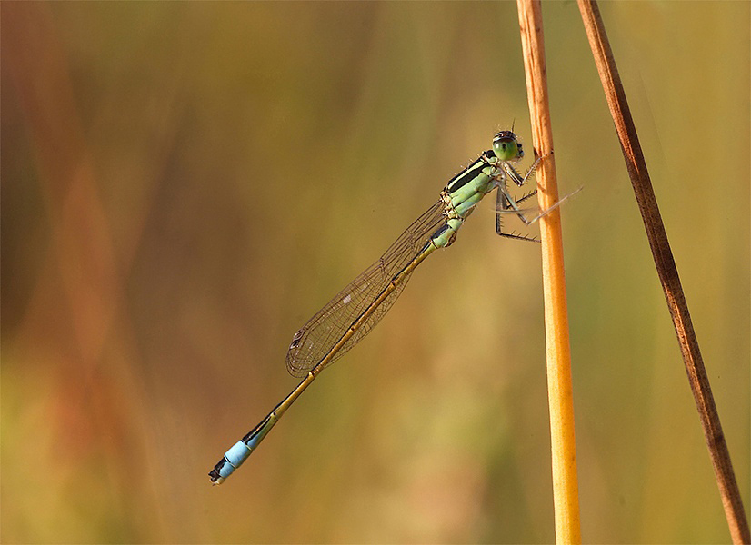 ..Veramente Piccina...!!!
