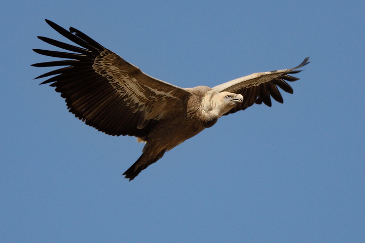Il Signore del vento