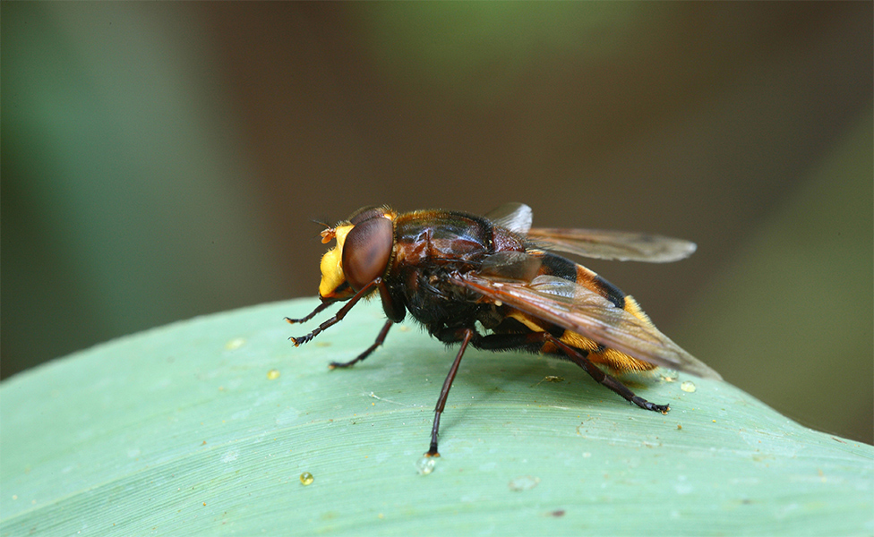 ...Molto Permaloso...!!!