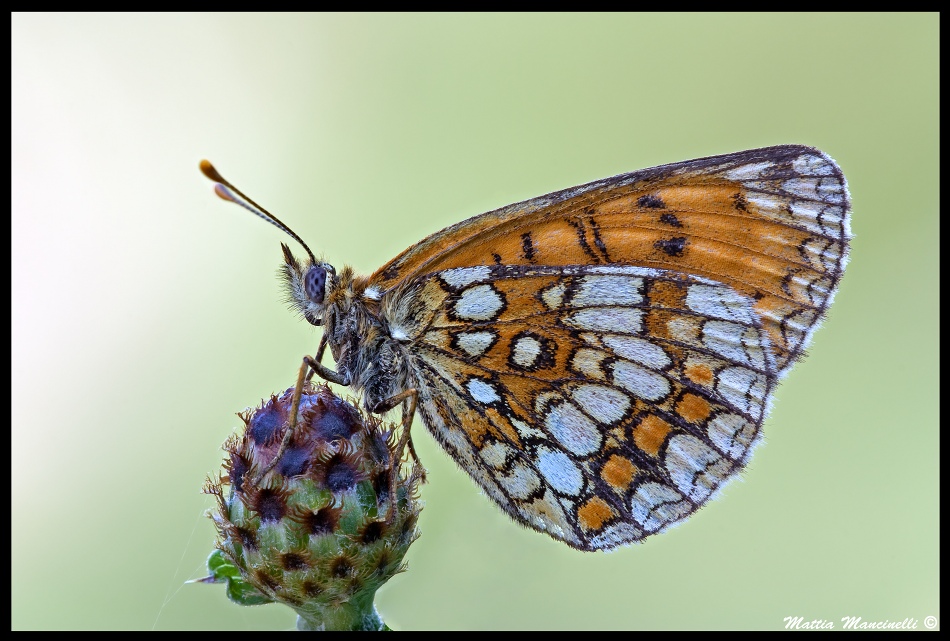Melitaea Aurelia