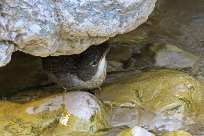 Acquaiolo in erba...