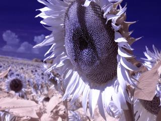 girasole infrarosso