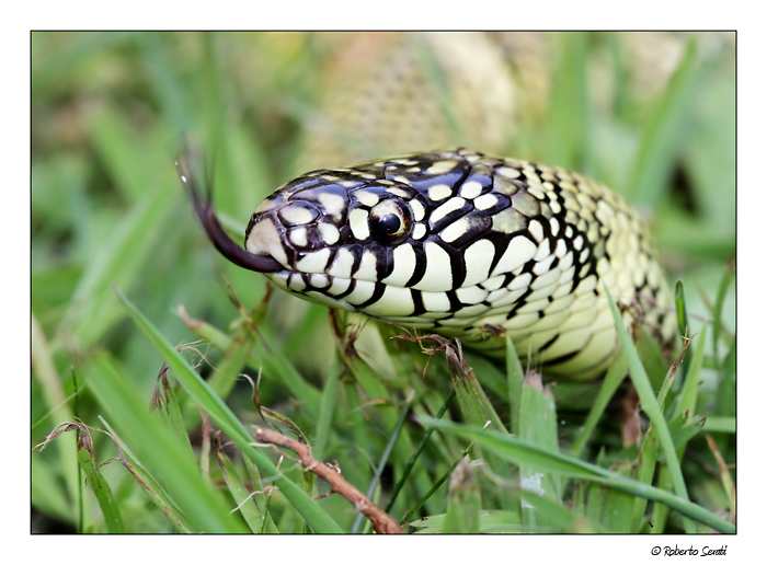 Lampropeltis getula goini
