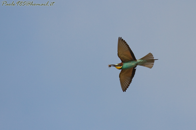 ...ho  trovato i gruccioni !!!