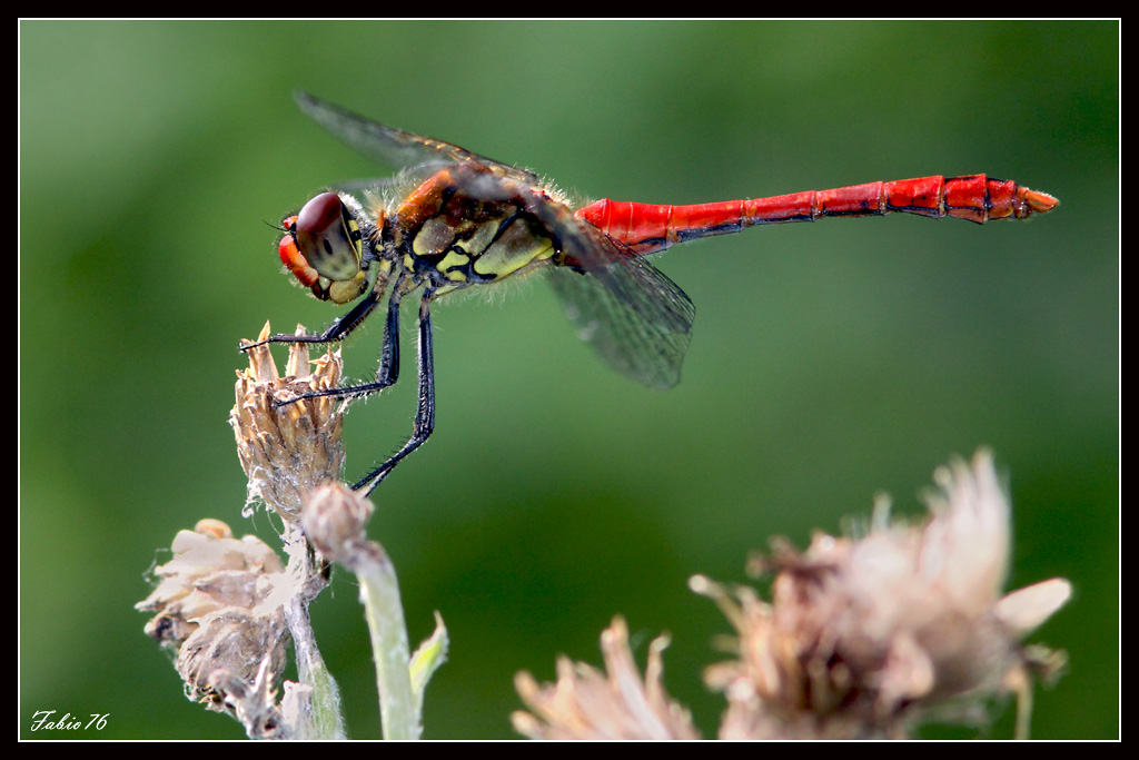 Libellula