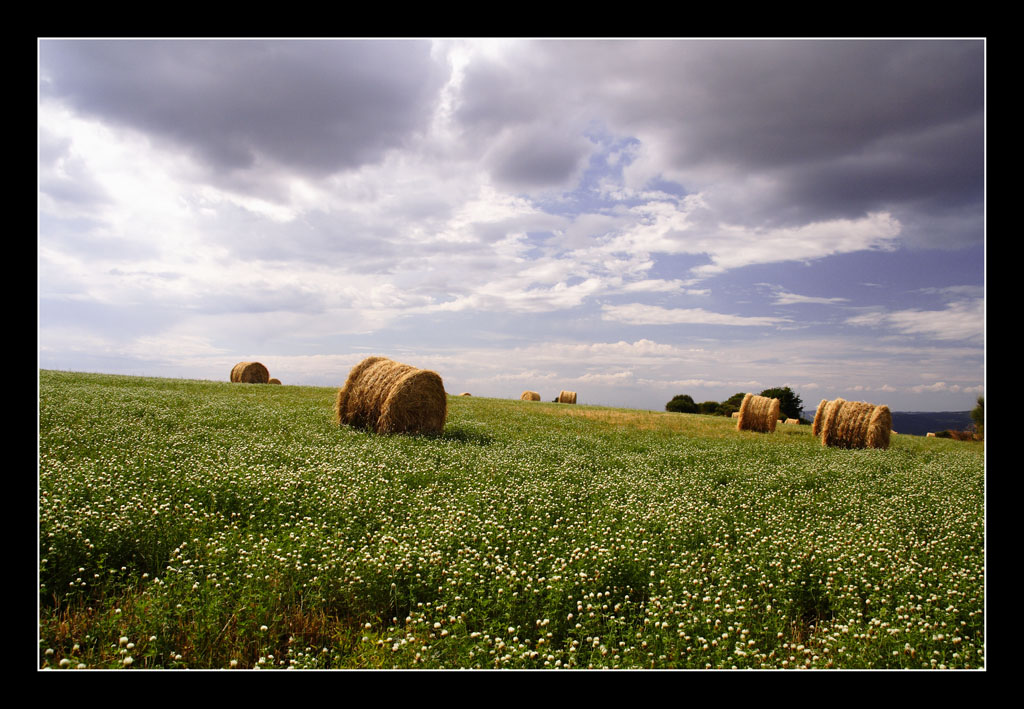 ...in mezzo ai fiori..