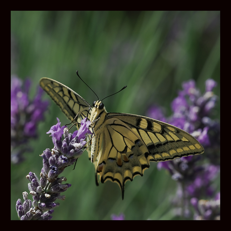 Papilio Machaon