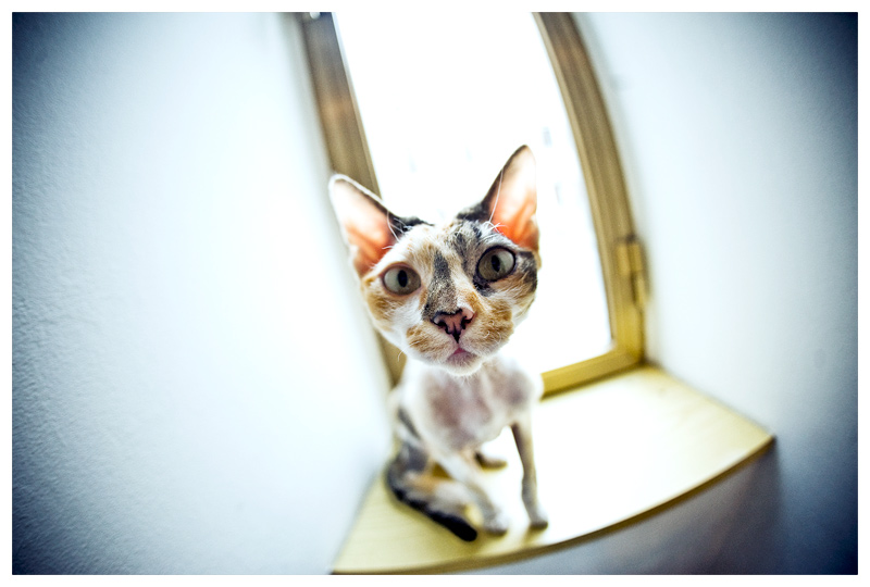 Mi � semblato di vedele un gatto