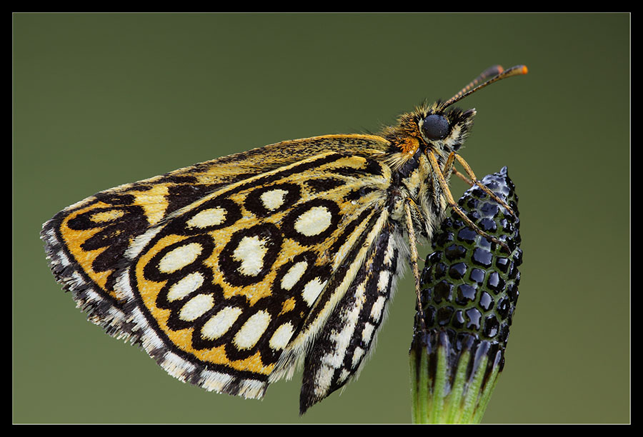 Heteropterus morpheus