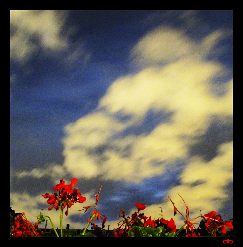 Night Flowers