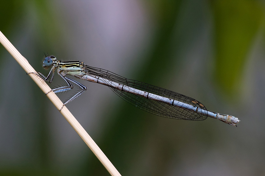 Platycnemis pennipes (f)