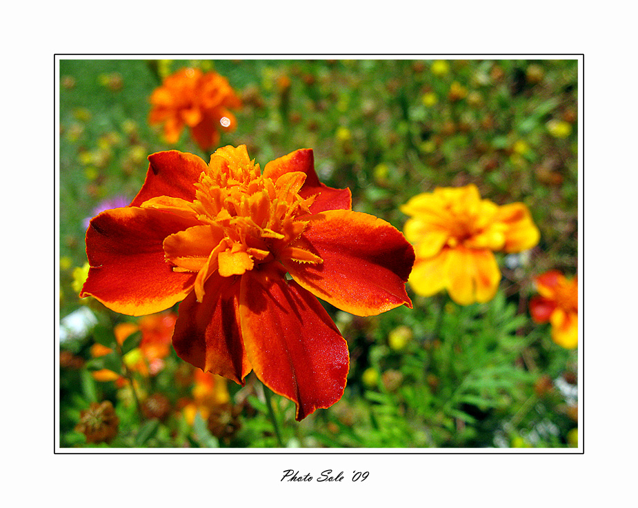 "Fiori D'arancio"