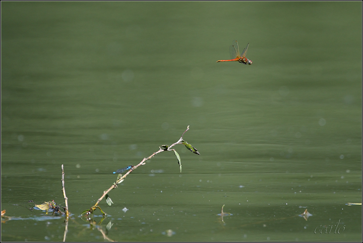 libellula ambientata