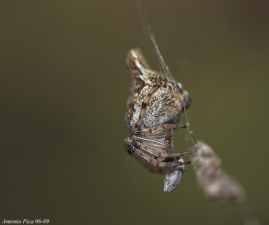 Ragnetto con spuntino