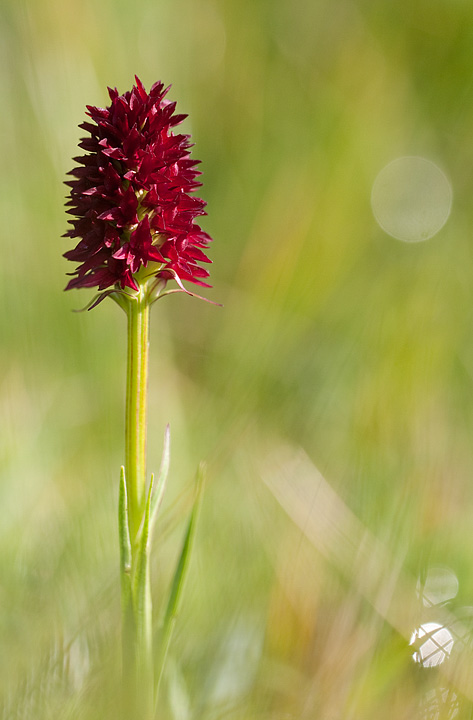 Nigritella nigra