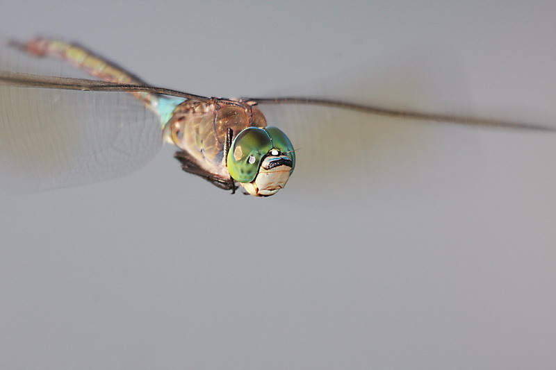 Libellula in volo