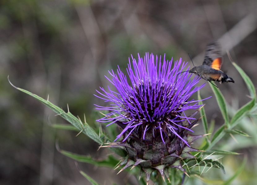 macroglossa stellarum