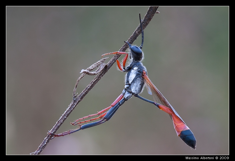 Ammophila... mandibole d'acciaio!
