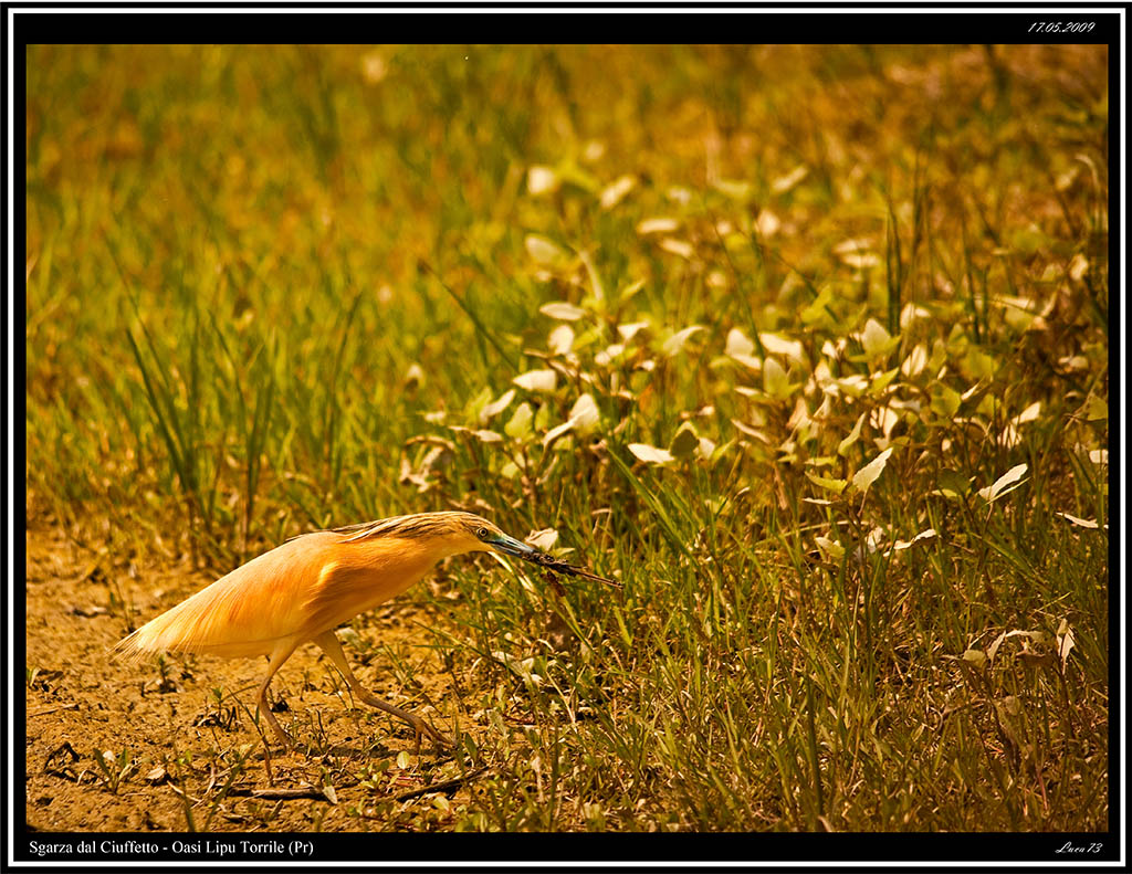 Sgarza dal Ciuffetto # 3