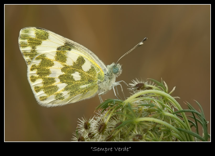 Sempre Verde