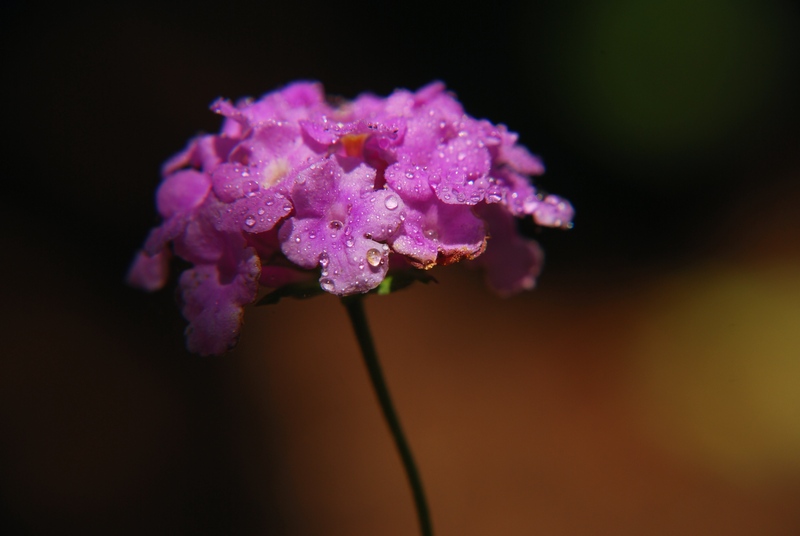 ci� che resta della pioggia