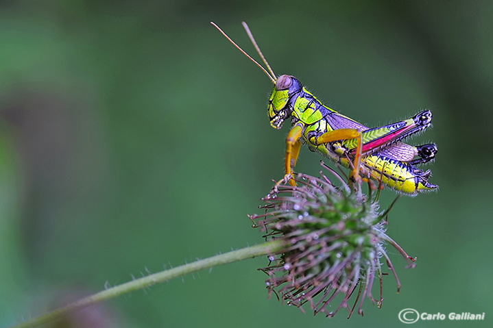 Vestita da arlecchino