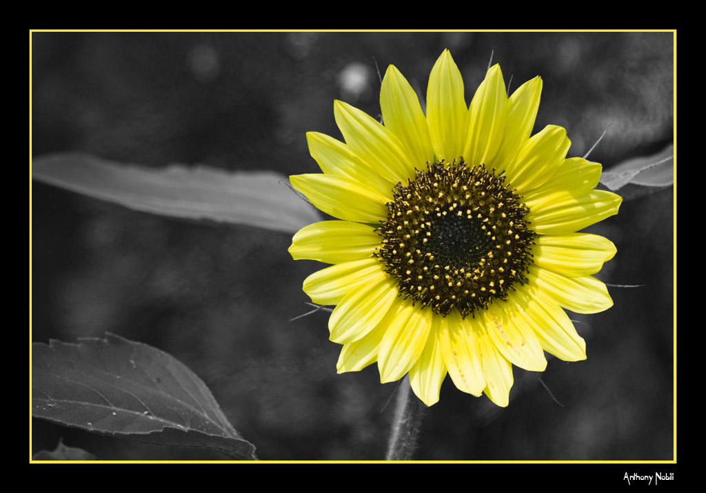 desaturazione parziale