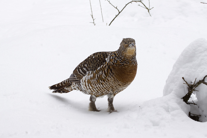 femmina di gallo cedrone