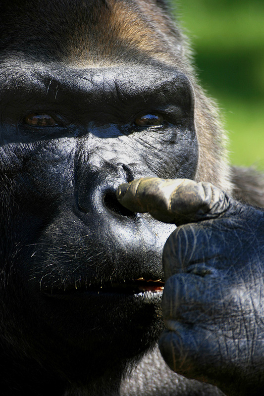 vieni qu� se hai coraggio!!