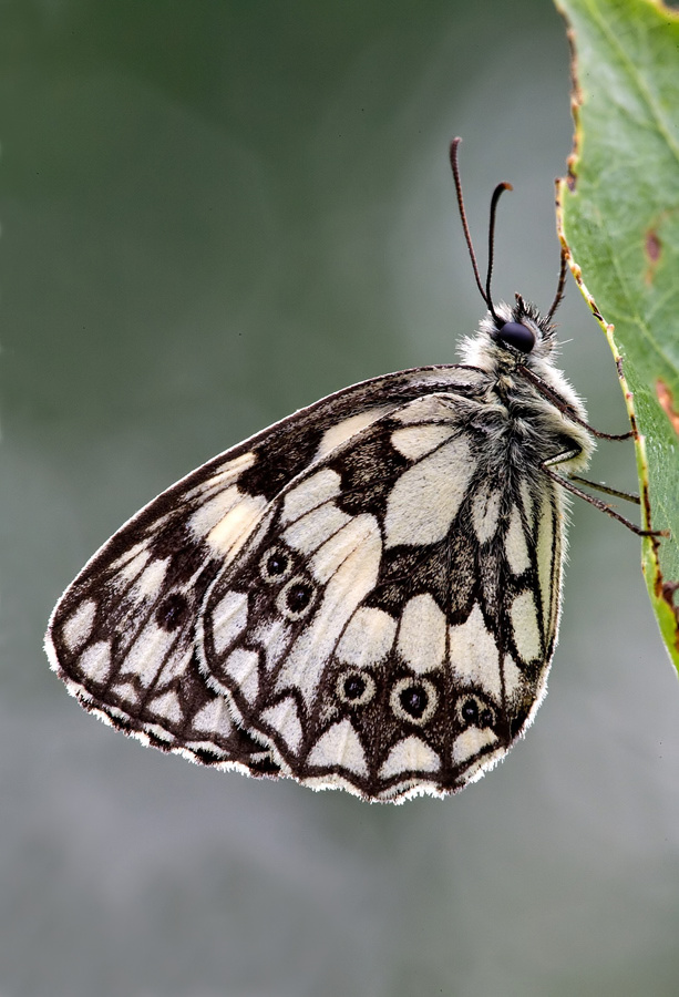 Melanargia galathea