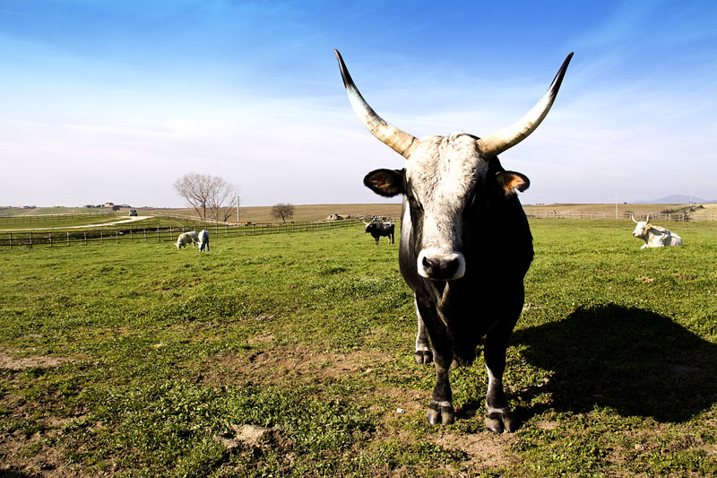 occhio.....che ve faccio male!!