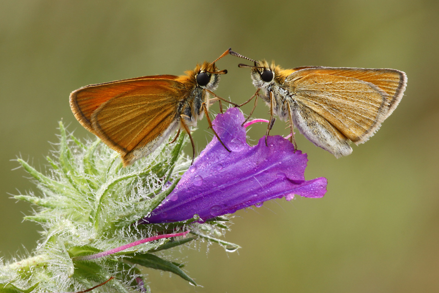 Girotondo per Caterina