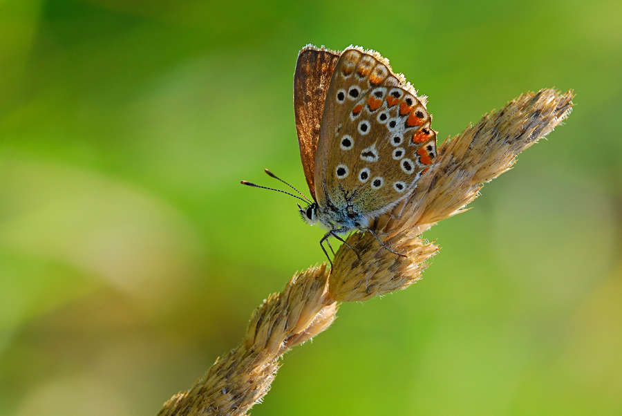 Licenide in controluce