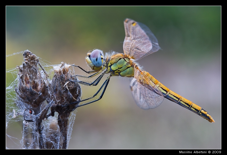 A guardia delle antiche torri...