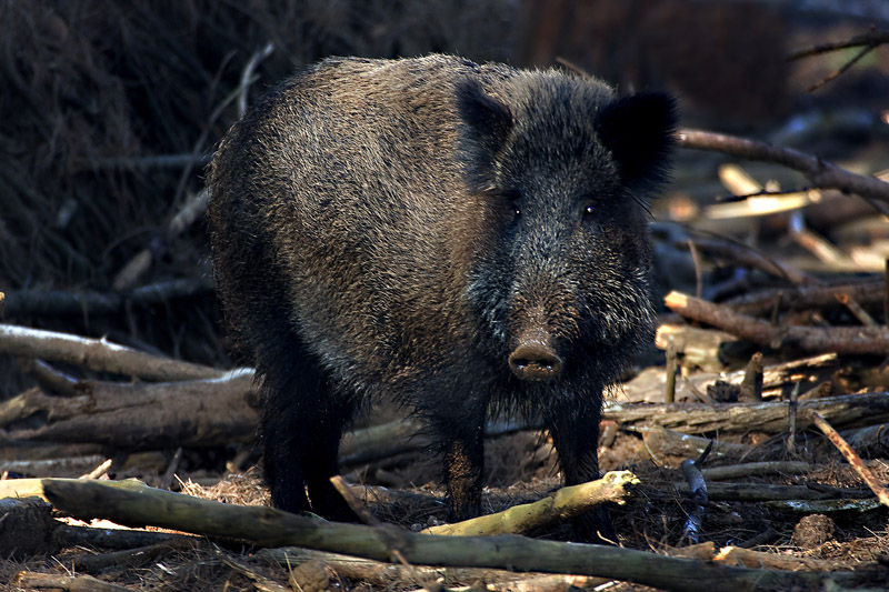 incontro ravvicinato di primo tipo