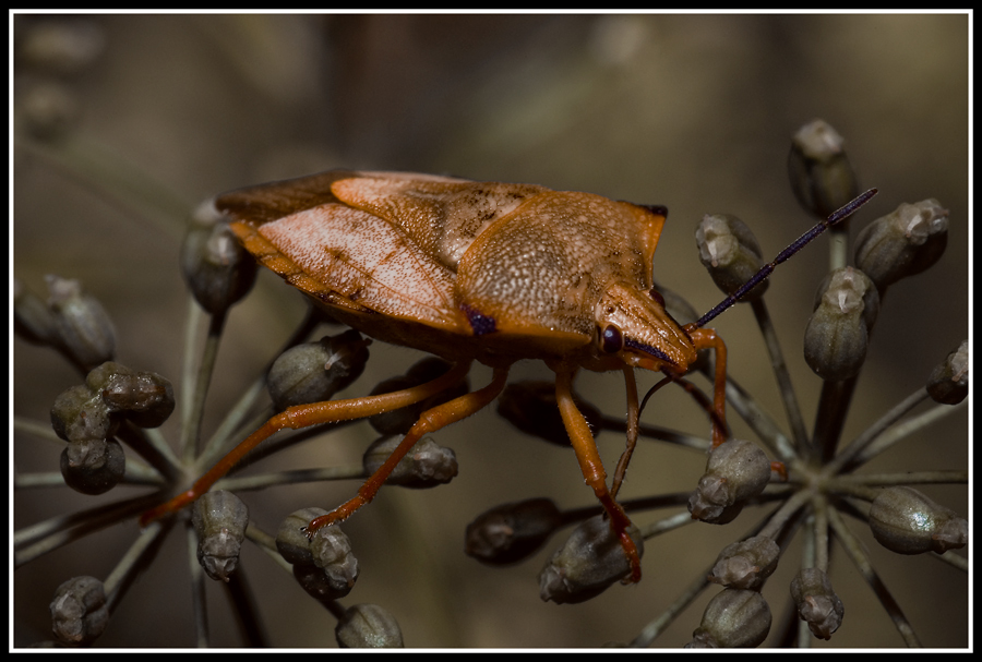 Cimice...almeno credo...