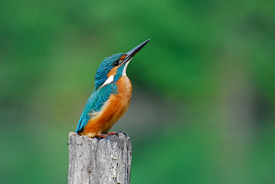 Il pericolo viene dall'alto
