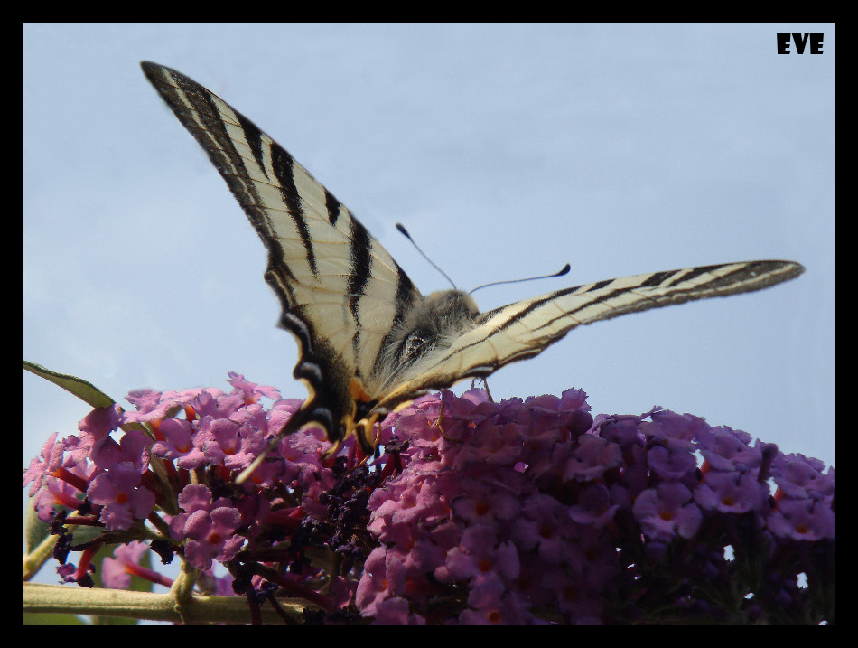 Iphiclides podalirius