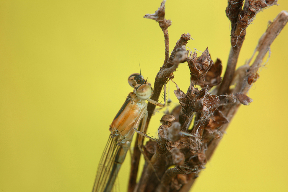 ...Pi� Da Vicino...!!!