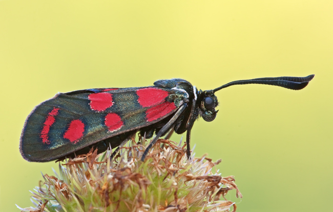 Zygaena carniolica