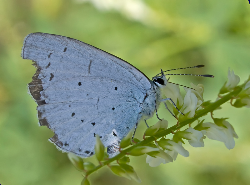 celastrina-argiolus
