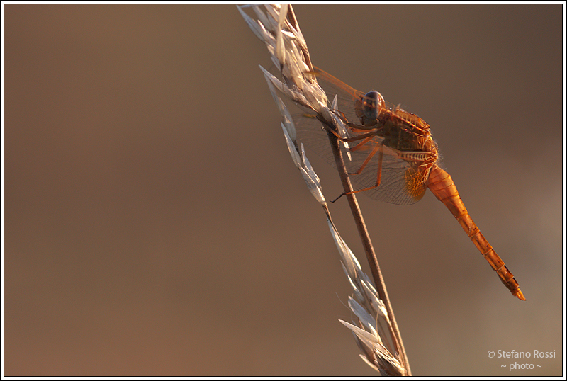 Riscaldamento ali...