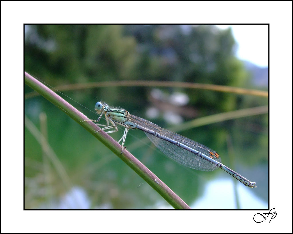 La Libellula del Lago dei Cigni