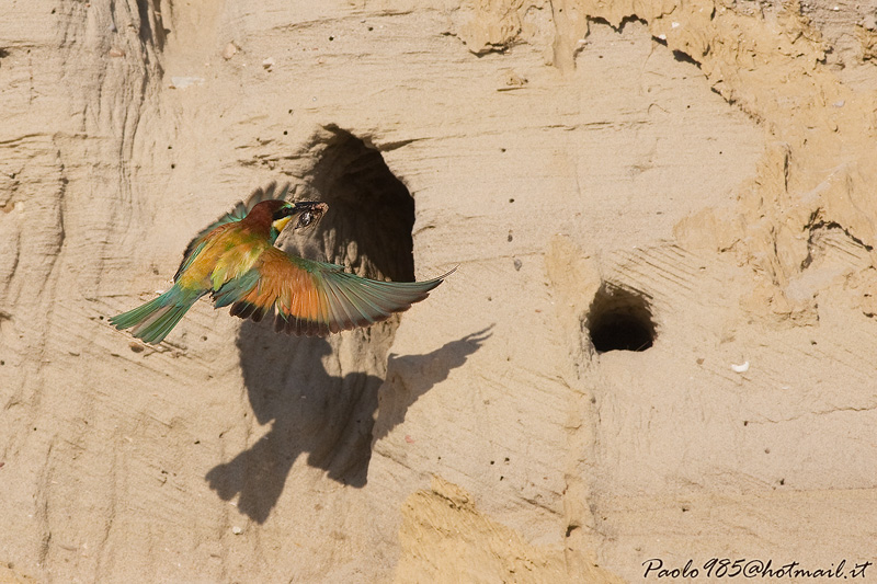 ...arriva la pappa !